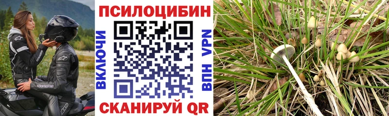 ОМГ ОМГ вход Пестово Галлюциногенные грибы Psilocybe